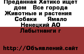 Преданная Хатико ищет дом - Все города Животные и растения » Собаки   . Ямало-Ненецкий АО,Лабытнанги г.